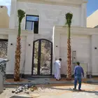 نخل واشنطن زينه امريكي