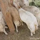 خرفان دنكلي فاخر للمناسبات