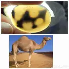 عقيق يماني طبيعي