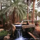 نخل فروخ مجاني بالخرج
