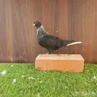 طبات قطيفي قندي