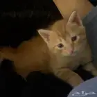 قط لتبني
