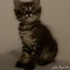 قطط للتبني