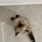 للبيع قط هيمالايا