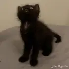 قطط للتبني