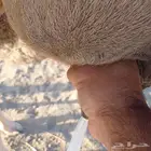 خلفه بالحمض تم البيع