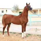 فحل مربط من الخالدية