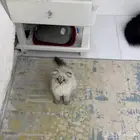بيع قطط قطة قطه بيع