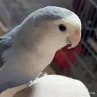 ذكر روز أليف جدا ومنتج شرط