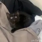 قطط للتبني