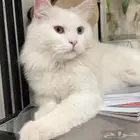 قط ضائع بالاحساء  الكلابية  من ثلاث ايام