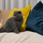 انثى سكوتش فولد بلو