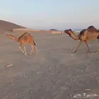 خلفه منوة القناي تم البيع