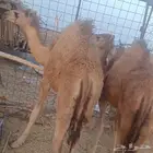 قعودين بالحمض