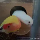 لأهل الزين حبتين روز والألوان ما شاء الله حلوه