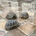 سلاحف