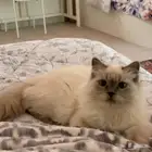 قطط