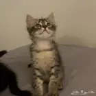 قطط للتبني