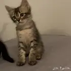 قطط للتبني
