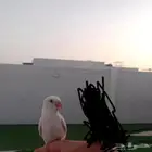 طير روز مفقود