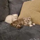 قطط سكوتش للبيع