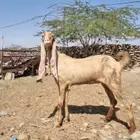 هولنديه تامه شبب