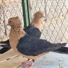 حمام ارشنجل