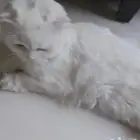 قطه سكوتش للبيع