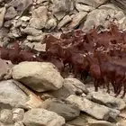 جفار محايليات فواخر. تأسيس مراح طيب