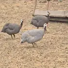 للبيع دجاج حبشي