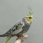 ذكر كروان فراشه