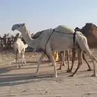 ناقه عشرا مبيوع حاشيها