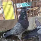 باكستاني شبرا