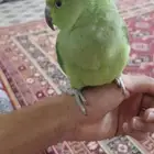 بغبغاء تربيه