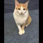 قط لتبني