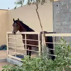 ايواء خيل شرق الرياض بسعر رمزي