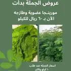 مورينجا بالجمله الكيلو ب60