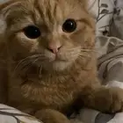 قط ذكر سكوتش