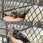 فروخ كروان باكستاني