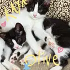 قطتين للتبني