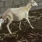 نعجه دافع و4 فران