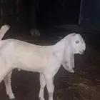 جفر بنجابي فاخر