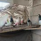 حمام باكستاني العدد 40 طير