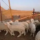 طليان حرية تربية العدد 16