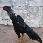 شامو الماني