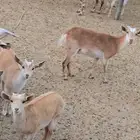 3معزا دهم بنات ولد جدي ...بفحلهن ولد جدي ...تحتهن 3 جفار ...