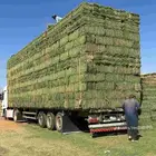 سوق البرسيم و الاعلاف التبن والرودس والذره بالجمله