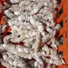 كرشه مصران معاصيب للبيع الكيلو بي 15 ريال بس