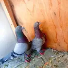 حمام باكستاني