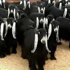 أربع تيوس عوارض مشاريع فحول